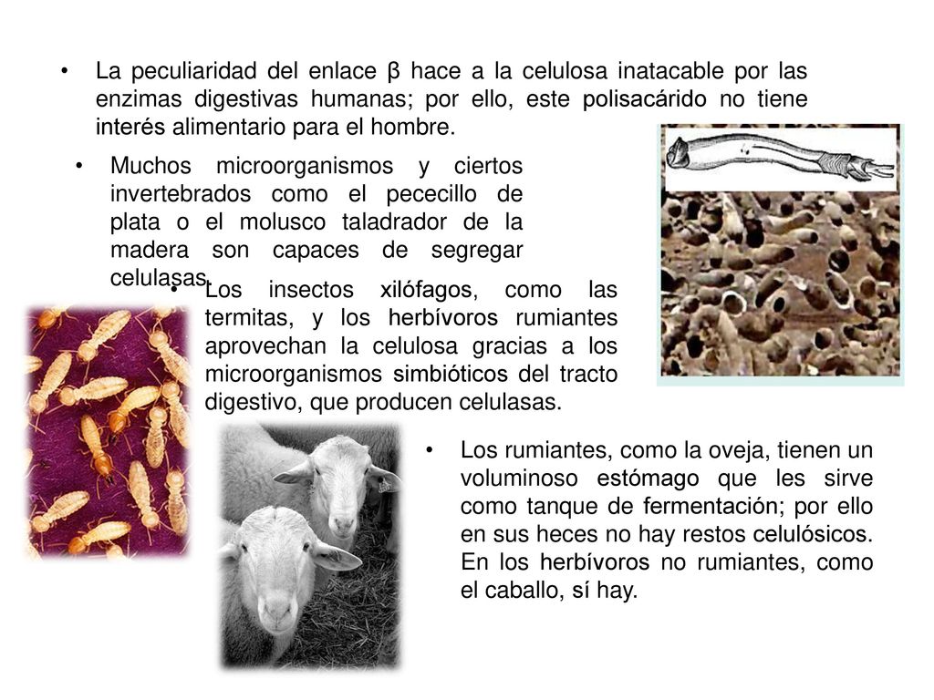 La peculiaridad del enlace β hace a la celulosa inatacable por las enzimas digestivas humanas; por ello, este polisacárido no tiene interés alimentario para el hombre.
