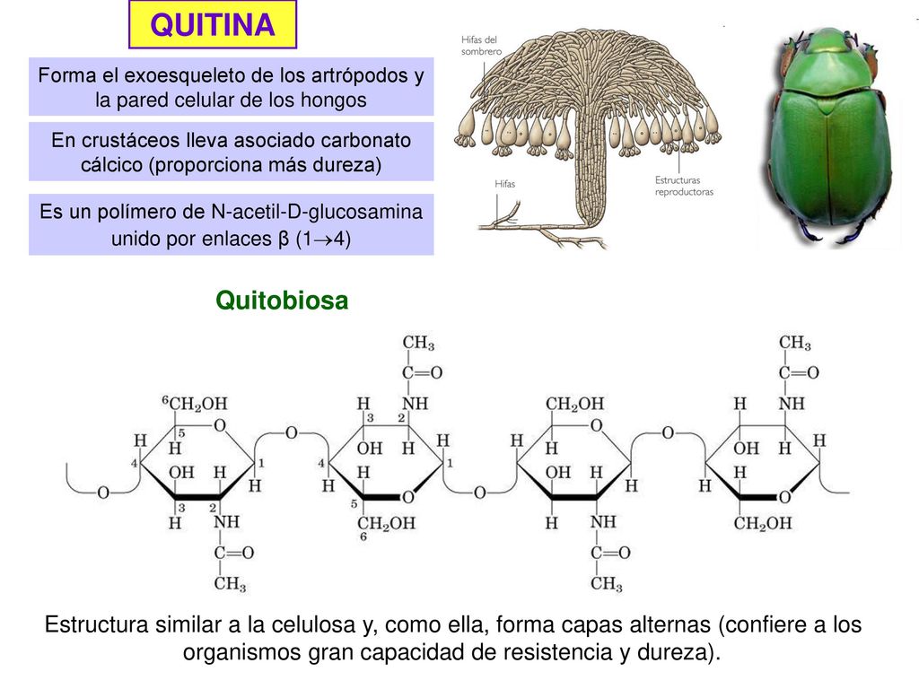 Es un polímero de N-acetil-D-glucosamina unido por enlaces β (14)