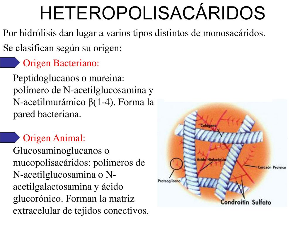 HETEROPOLISACÁRIDOS Por hidrólisis dan lugar a varios tipos distintos de monosacáridos. Se clasifican según su origen: