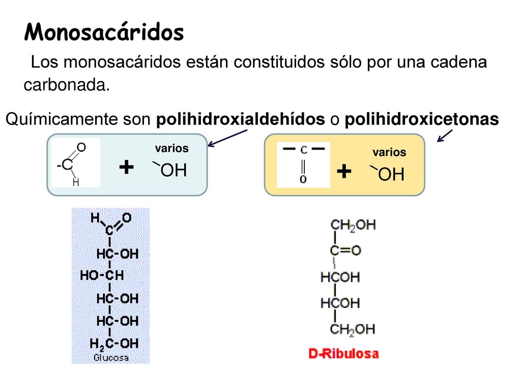 Monosacáridos Los monosacáridos están constituidos sólo por una cadena carbonada.