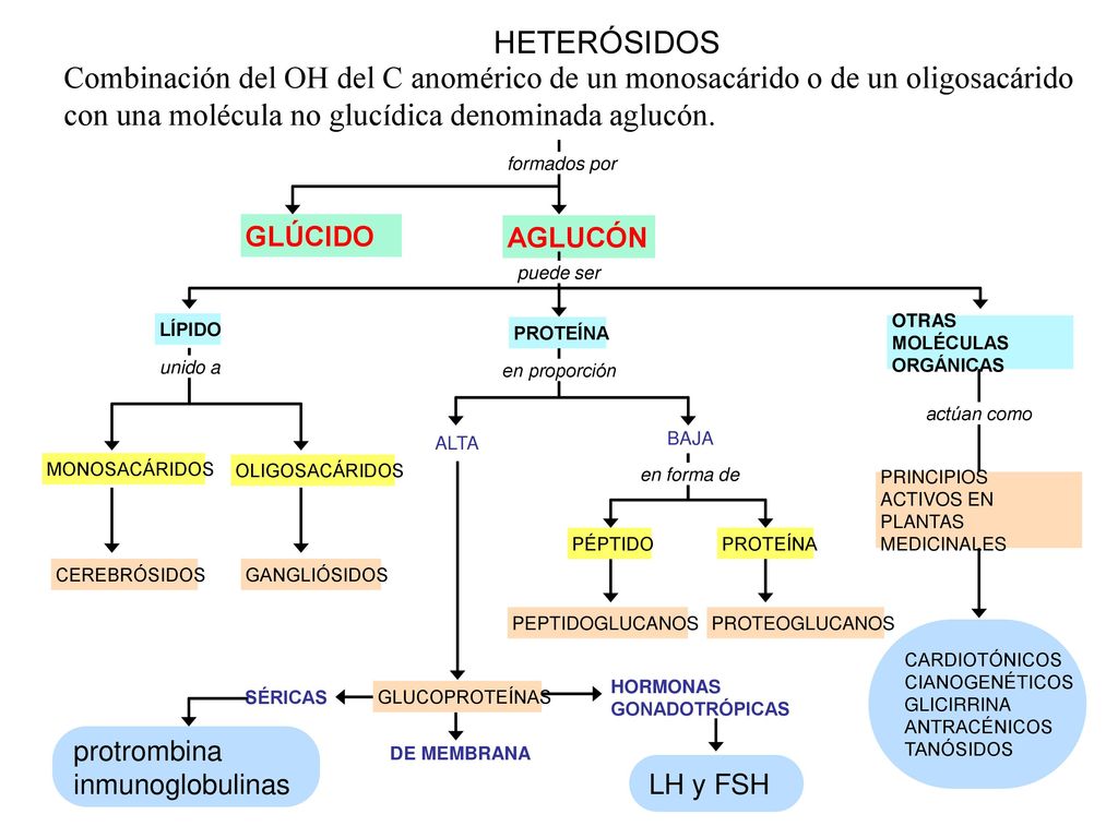 HETERÓSIDOS Combinación del OH del C anomérico de un monosacárido o de un oligosacárido con una molécula no glucídica denominada aglucón.