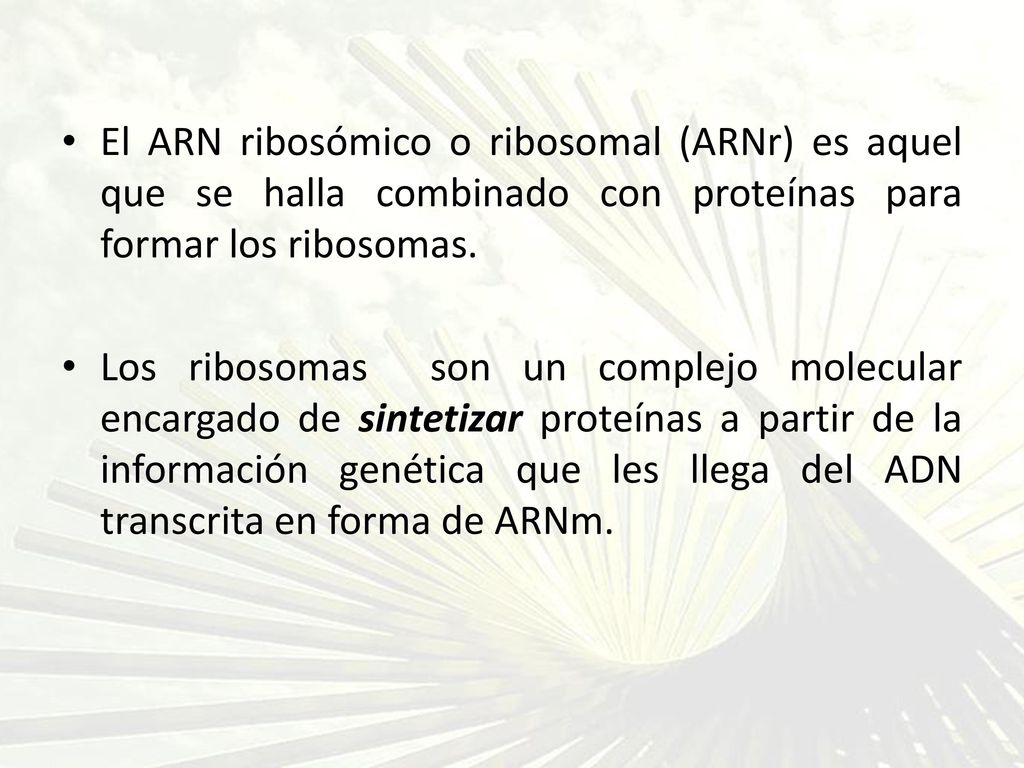 El ARN ribosómico o ribosomal (ARNr) es aquel que se halla combinado con proteínas para formar los ribosomas.
