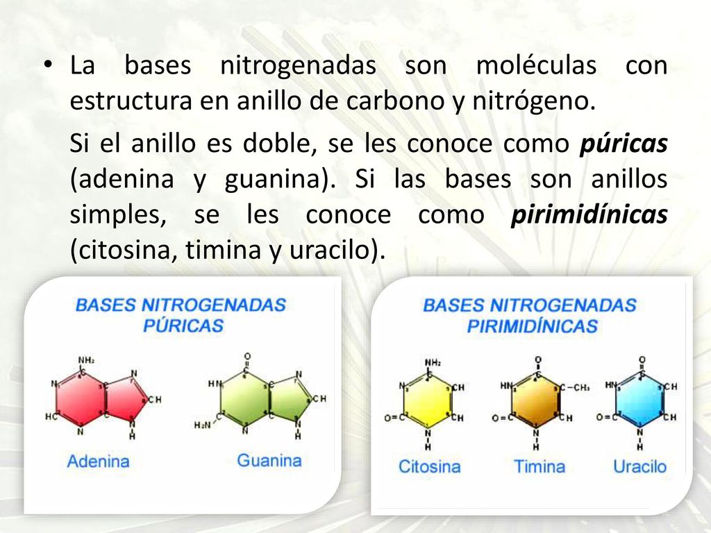 La bases nitrogenadas son moléculas con estructura en anillo de carbono y nitrógeno.