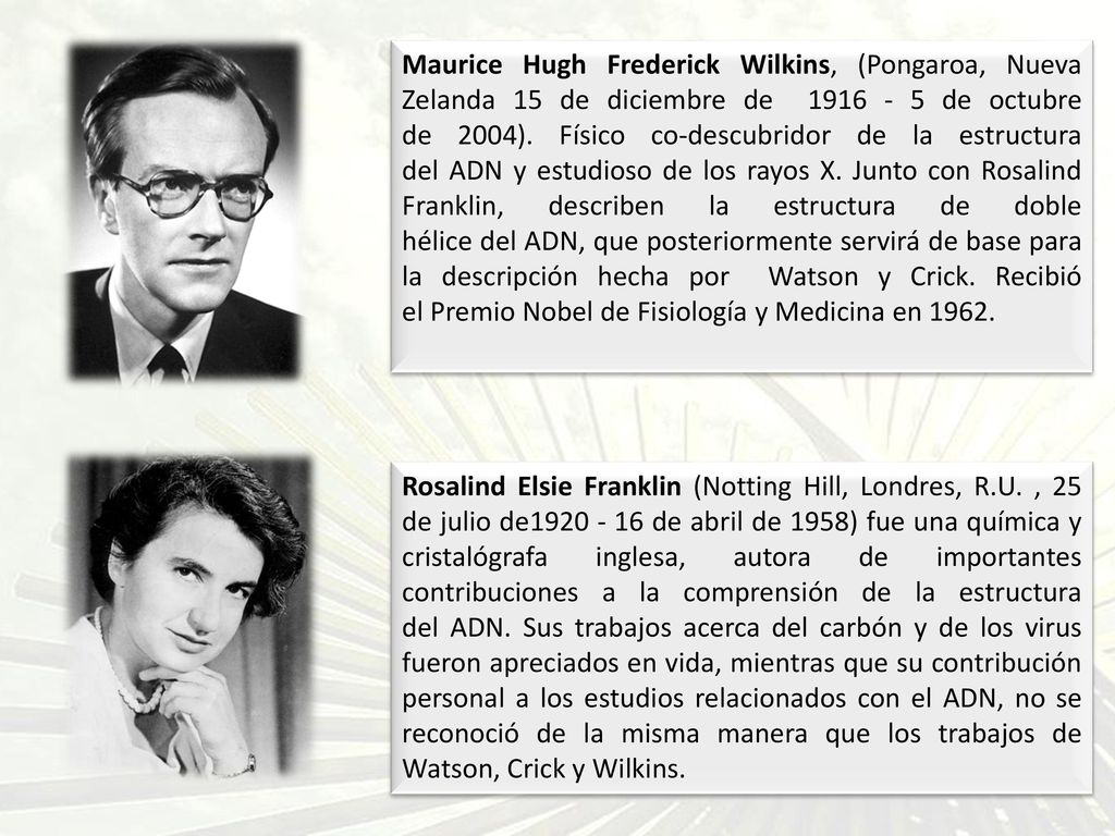 Maurice Hugh Frederick Wilkins, (Pongaroa, Nueva Zelanda 15 de diciembre de de octubre de 2004). Físico co-descubridor de la estructura del ADN y estudioso de los rayos X. Junto con Rosalind Franklin, describen la estructura de doble hélice del ADN, que posteriormente servirá de base para la descripción hecha por Watson y Crick. Recibió el Premio Nobel de Fisiología y Medicina en 1962.