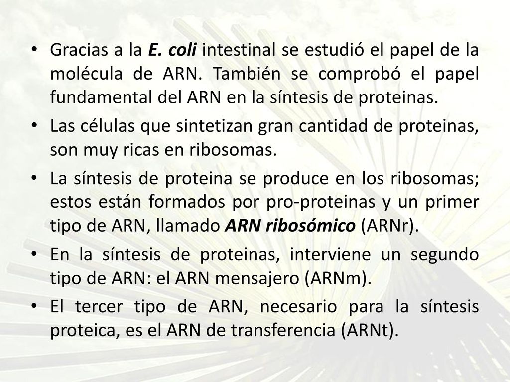 Gracias a la E. coli intestinal se estudió el papel de la molécula de ARN. También se comprobó el papel fundamental del ARN en la síntesis de proteinas.