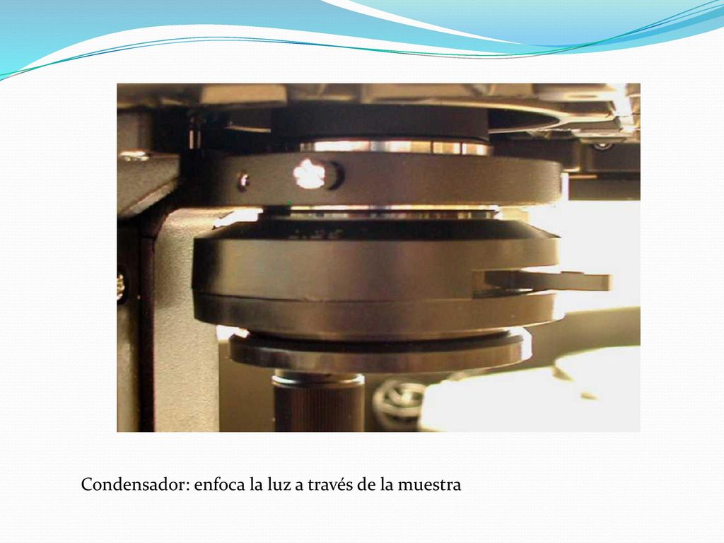 Condensador: enfoca la luz a través de la muestra