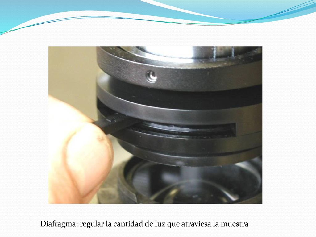 Diafragma: regular la cantidad de luz que atraviesa la muestra