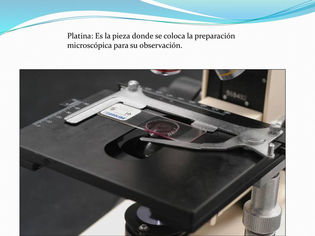 Platina: Es la pieza donde se coloca la preparación microscópica para su observación.