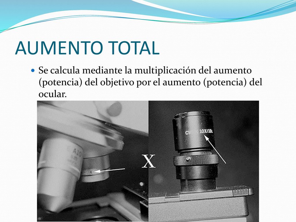 AUMENTO TOTAL Se calcula mediante la multiplicación del aumento (potencia) del objetivo por el aumento (potencia) del ocular.