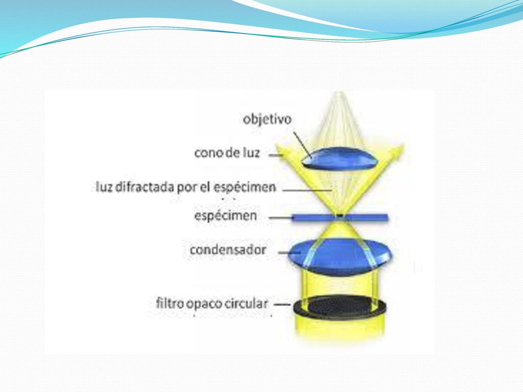 Para obtener una imagen clara con detalles precisos en el microscopio compuesto las muestras deben teñirse para que contrasten nítidamente con el medio que las rodea, es decir con la sustancia en las que están suspendidas.