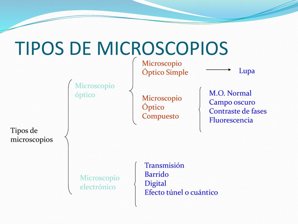 Para lograr un aumento de 1000x con buena resolución el objetivo debe ser pequeño. Aunque es deseable que la luz atraviese la muestra y el medio se refracte de forma diferente, no deben perderse rayos de luz que hayan atravesado de la muestra teñida.