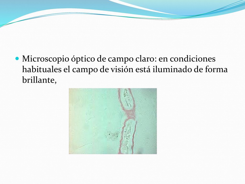 TIPOS DE MICROSCOPIOS Microscopio Óptico Simple Lupa Microscopio