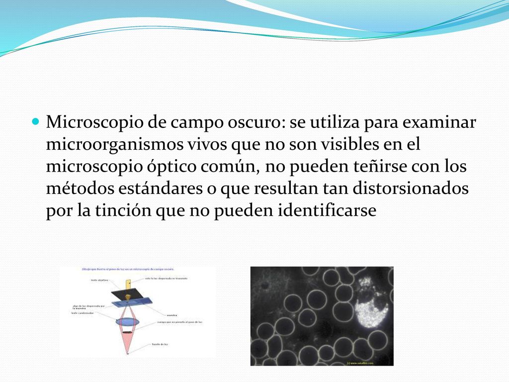 Microscopio óptico de campo claro: en condiciones habituales el campo de visión está iluminado de forma brillante,
