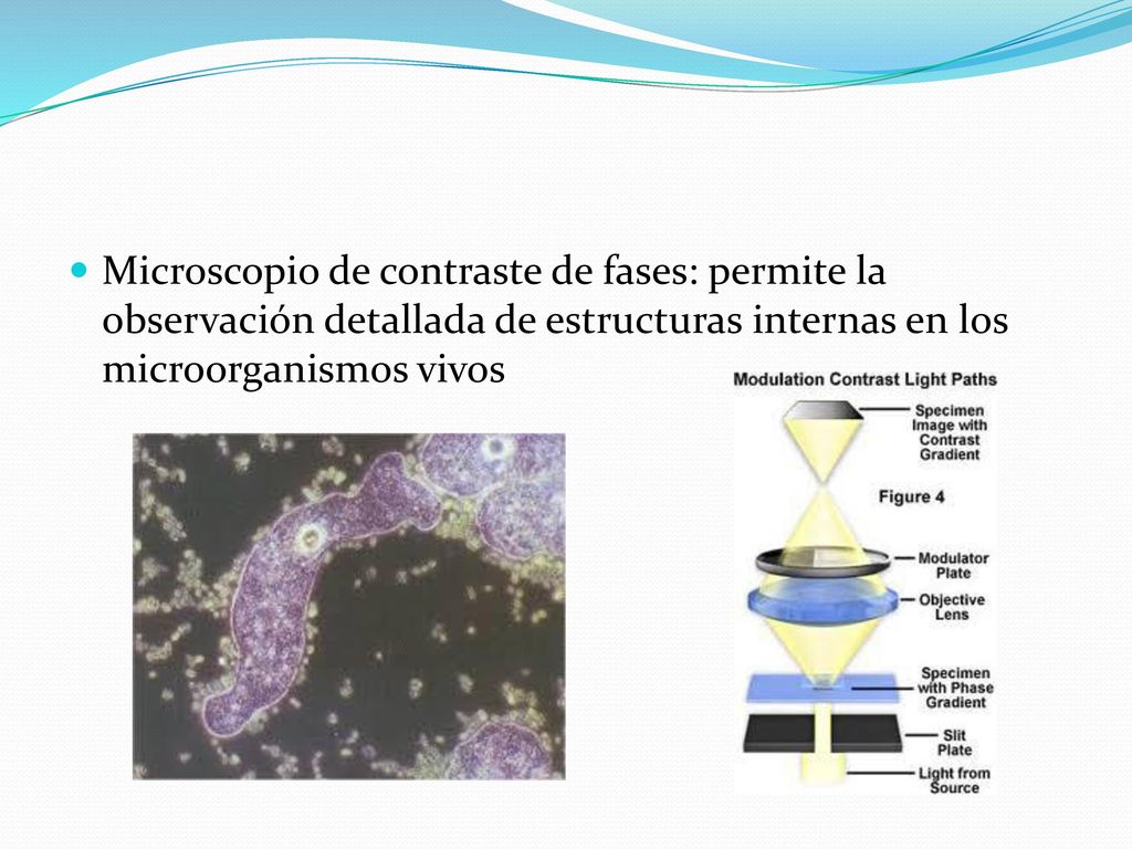 Microscopio de campo oscuro: se utiliza para examinar microorganismos vivos que no son visibles en el microscopio óptico común, no pueden teñirse con los métodos estándares o que resultan tan distorsionados por la tinción que no pueden identificarse