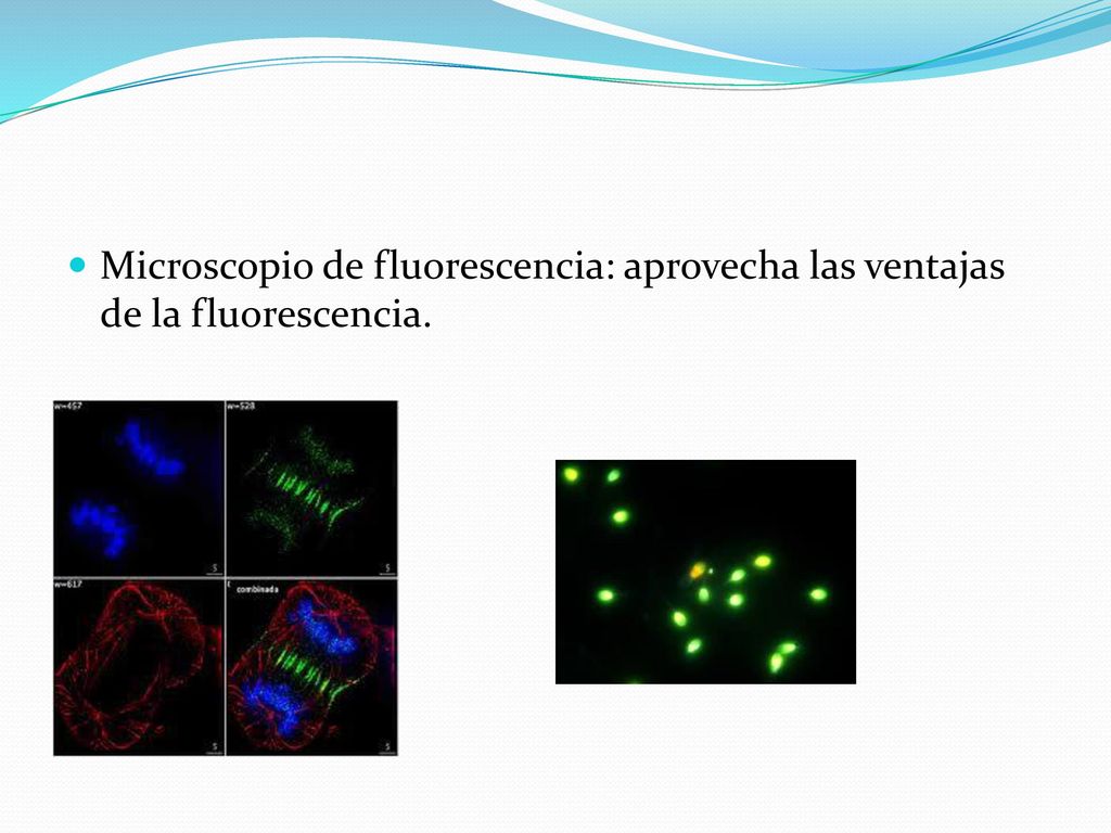Microscopio de contraste de fases: permite la observación detallada de estructuras internas en los microorganismos vivos