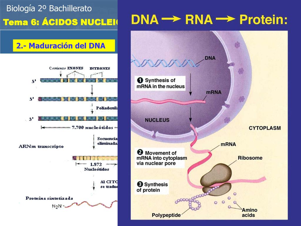 EXONES E INTRONES Biología 2º Bachillerato Tema 6: ÁCIDOS NUCLEICOS