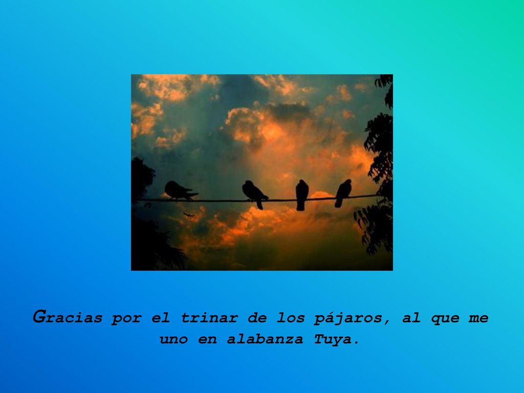 Gracias por el trinar de los pájaros, al que me uno en alabanza Tuya.