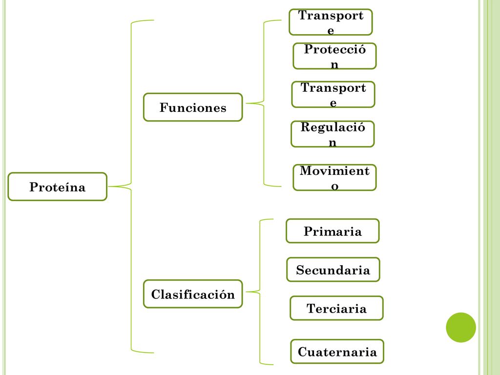 Transporte Protección. Transporte. Funciones. Regulación. Movimiento. Proteína. Primaria. Secundaria.