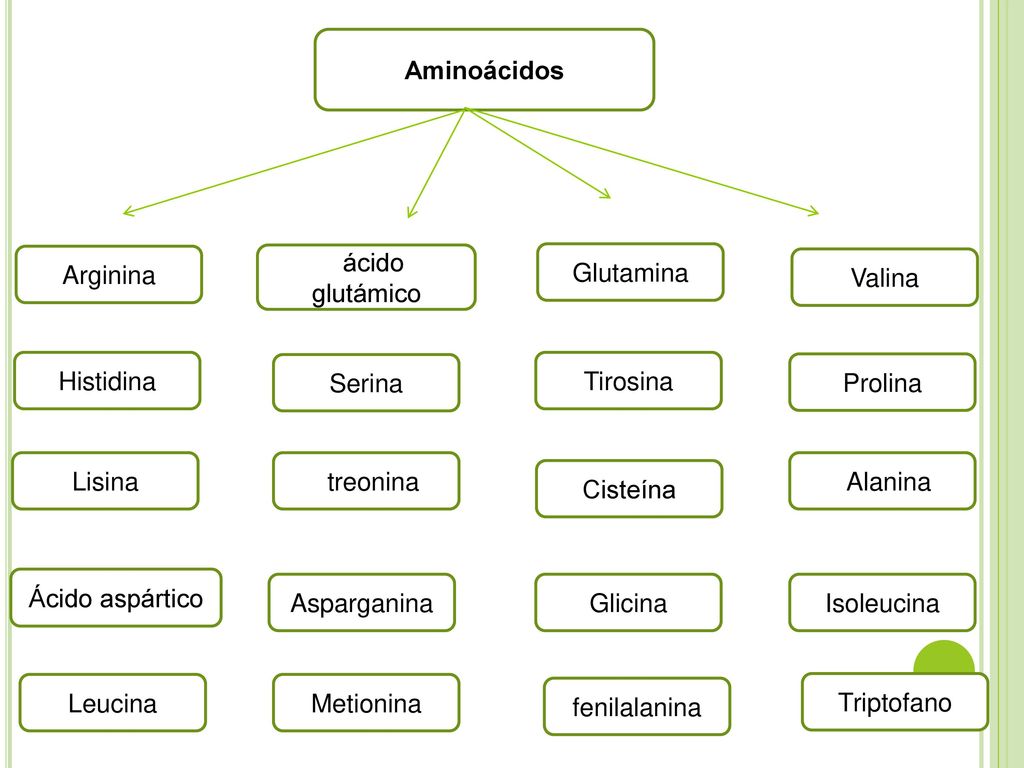 Aminoácidos Arginina. ácido glutámico. Glutamina. Valina. Histidina. Serina. Tirosina. Prolina.