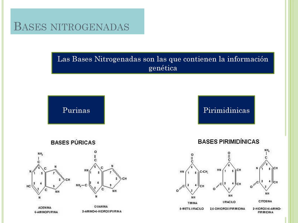 Las Bases Nitrogenadas son las que contienen la información genética