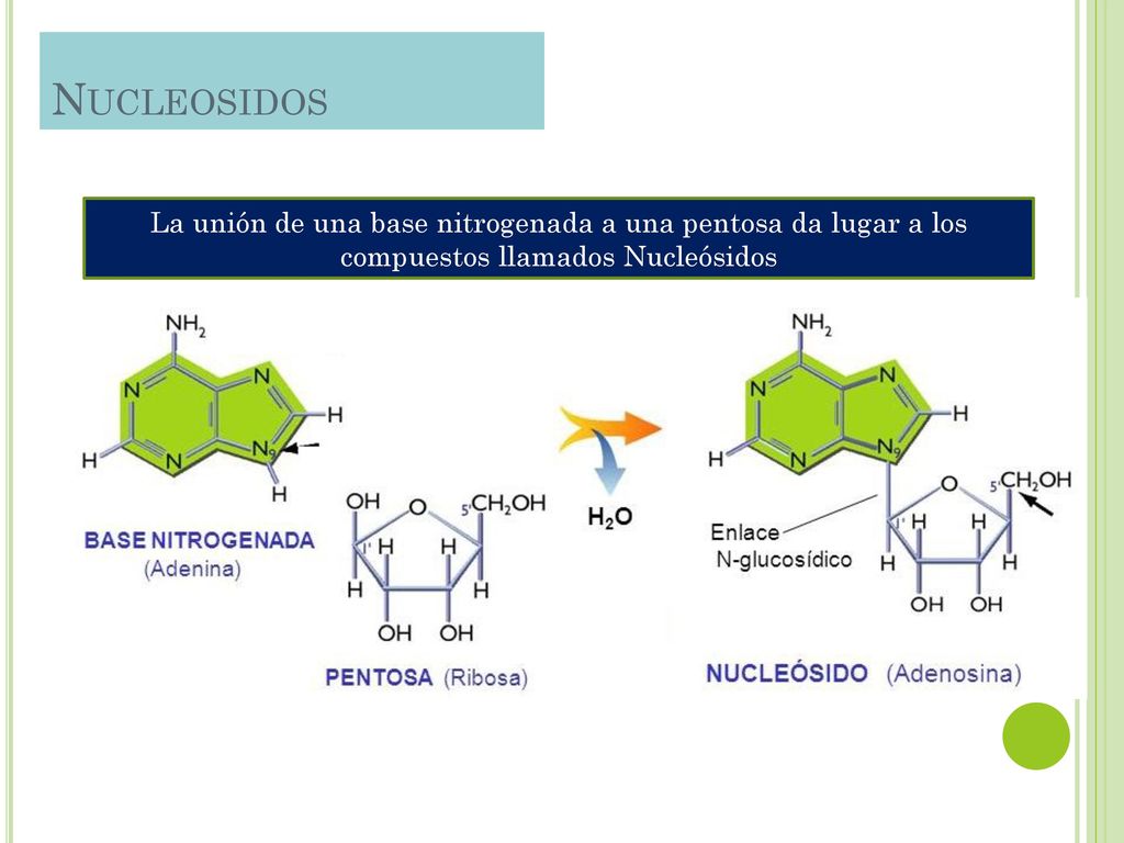 Nucleosidos La unión de una base nitrogenada a una pentosa da lugar a los compuestos llamados Nucleósidos.