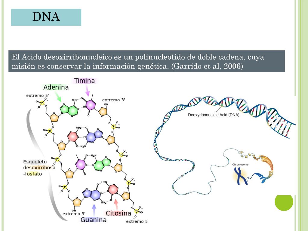 DNA El Acido desoxirribonucleico es un polinucleotido de doble cadena, cuya misión es conservar la información genética.