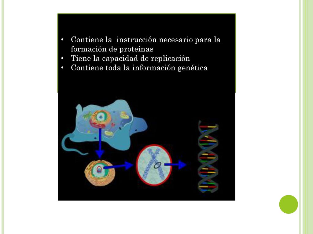 Contiene la instrucción necesario para la formación de proteínas