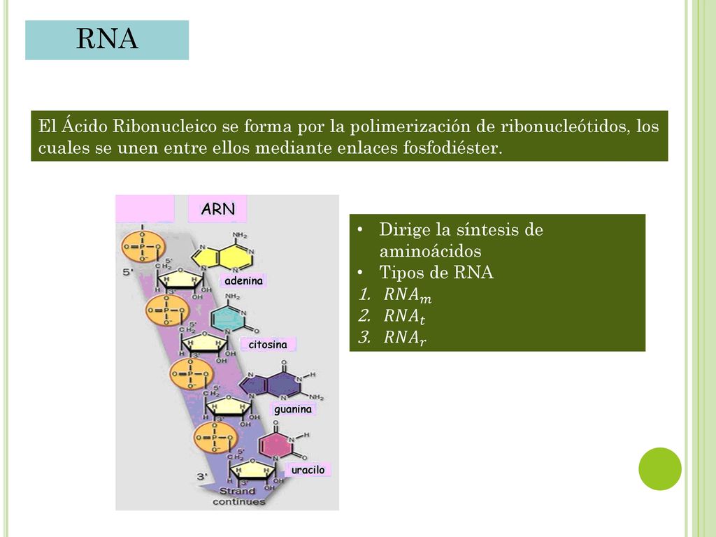 RNA El Ácido Ribonucleico se forma por la polimerización de ribonucleótidos, los cuales se unen entre ellos mediante enlaces fosfodiéster.