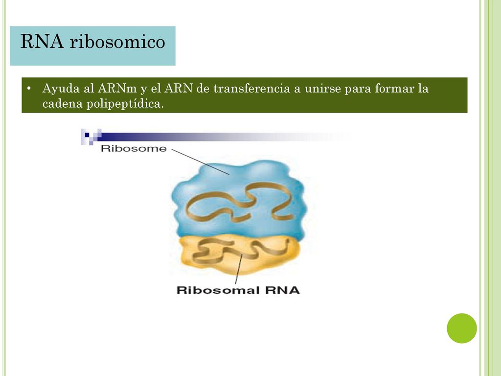 RNA ribosomico Ayuda al ARNm y el ARN de transferencia a unirse para formar la cadena polipeptídica.