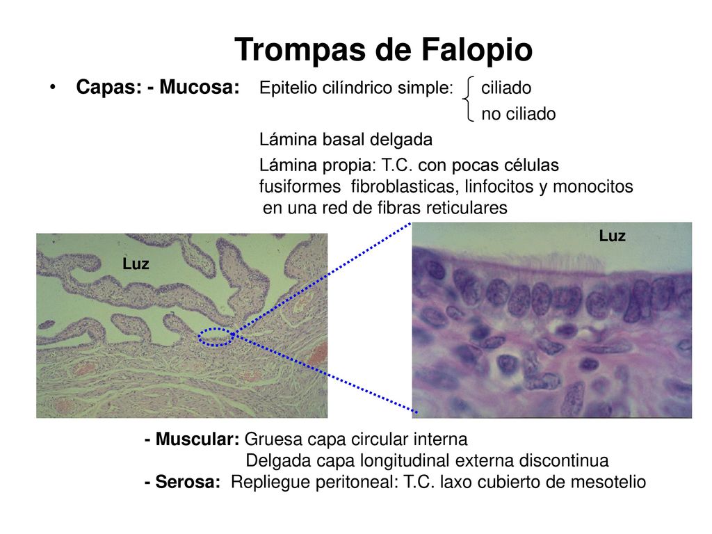 Trompas de Falopio Capas: - Mucosa: Epitelio cilíndrico simple: ciliado. no ciliado. Lámina basal delgada.