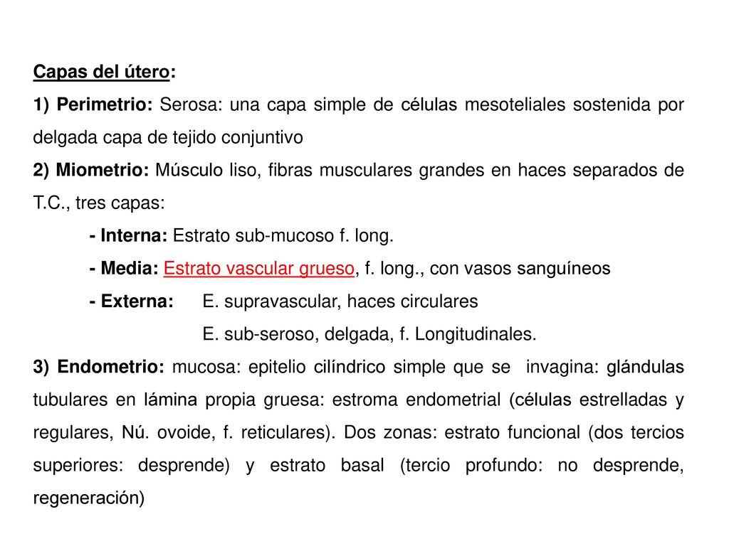 Capas del útero: 1) Perimetrio: Serosa: una capa simple de células mesoteliales sostenida por delgada capa de tejido conjuntivo.