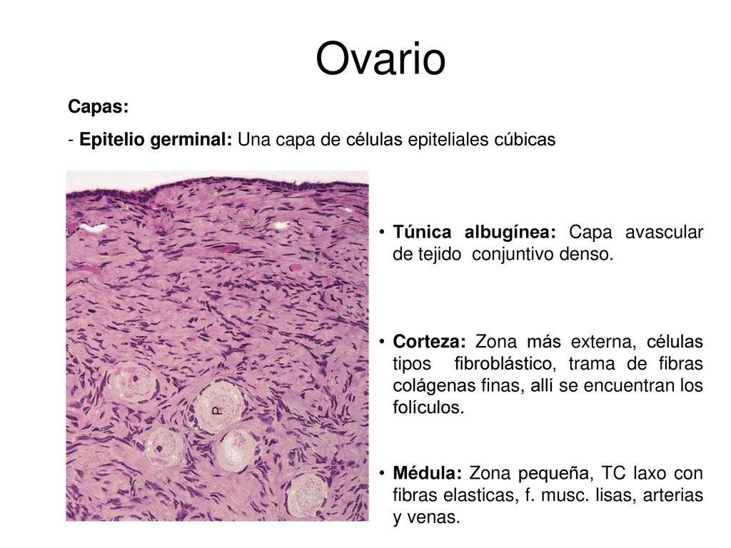 Ovario Capas: Epitelio germinal: Una capa de células epiteliales cúbicas. Túnica albugínea: Capa avascular de tejido conjuntivo denso.