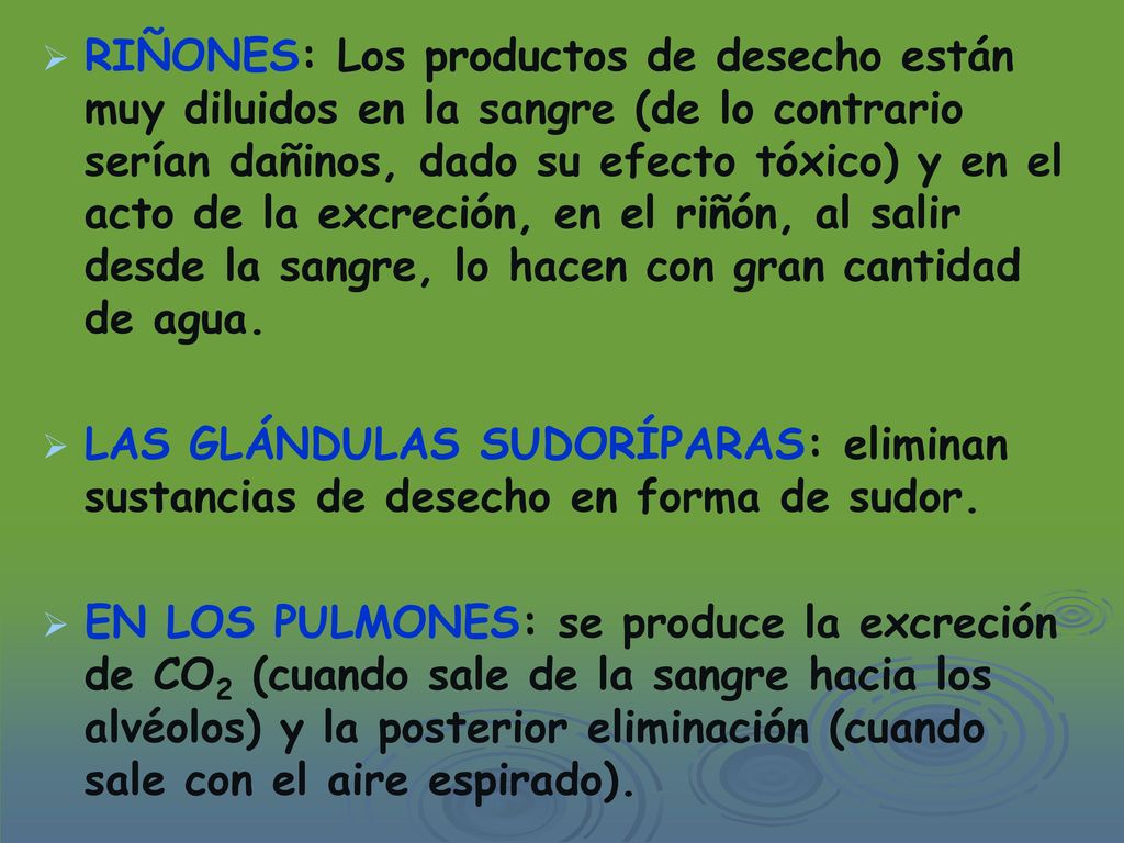 RIÑONES: Los productos de desecho están muy diluidos en la sangre (de lo contrario serían dañinos, dado su efecto tóxico) y en el acto de la excreción, en el riñón, al salir desde la sangre, lo hacen con gran cantidad de agua.