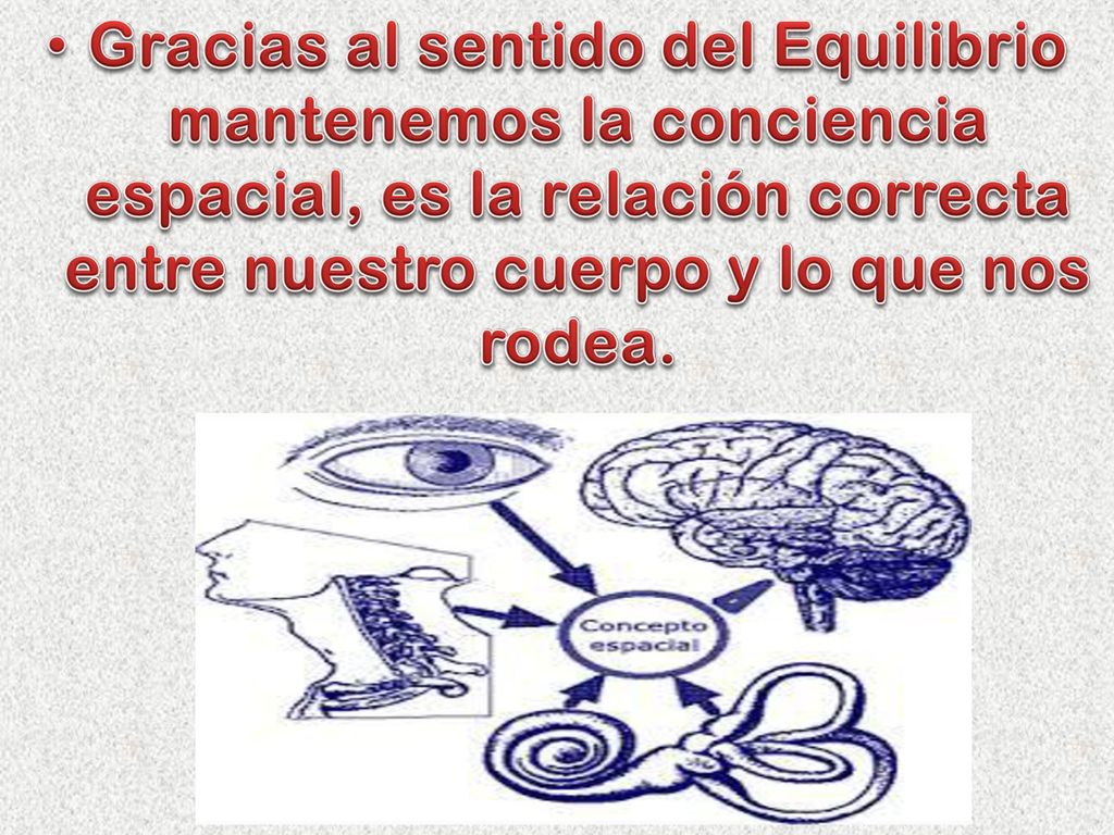 Gracias al sentido del Equilibrio mantenemos la conciencia espacial, es la relación correcta entre nuestro cuerpo y lo que nos rodea.