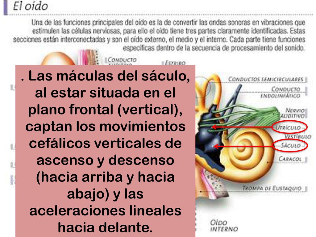 . Las máculas del sáculo, al estar situada en el plano frontal (vertical), captan los movimientos cefálicos verticales de ascenso y descenso (hacia arriba y hacia abajo) y las aceleraciones lineales hacia delante.