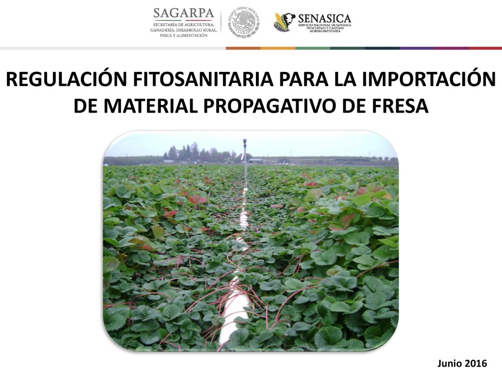 REGULACIÓN FITOSANITARIA PARA LA IMPORTACIÓN DE MATERIAL PROPAGATIVO DE FRESA