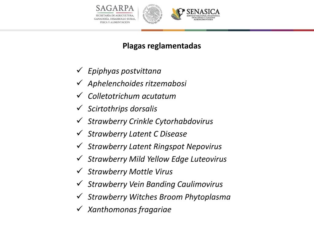 Plagas reglamentadas Epiphyas postvittana. Aphelenchoides ritzemabosi. Colletotrichum acutatum. Scirtothrips dorsalis.