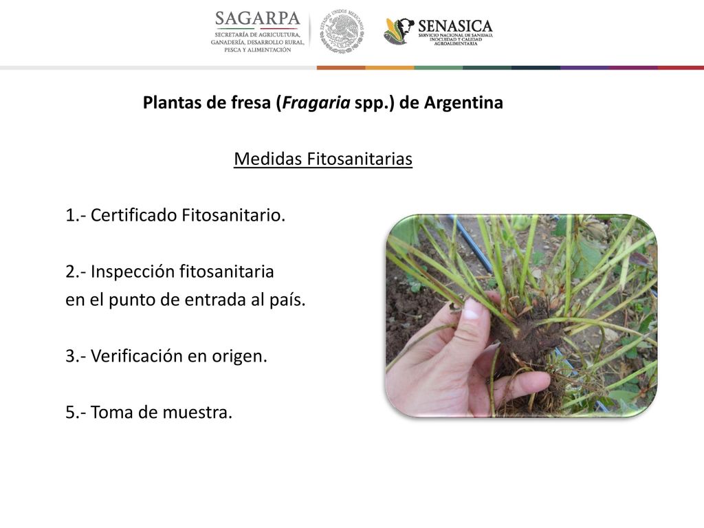 Plantas de fresa (Fragaria spp.) de Argentina Medidas Fitosanitarias 1.- Certificado Fitosanitario.
