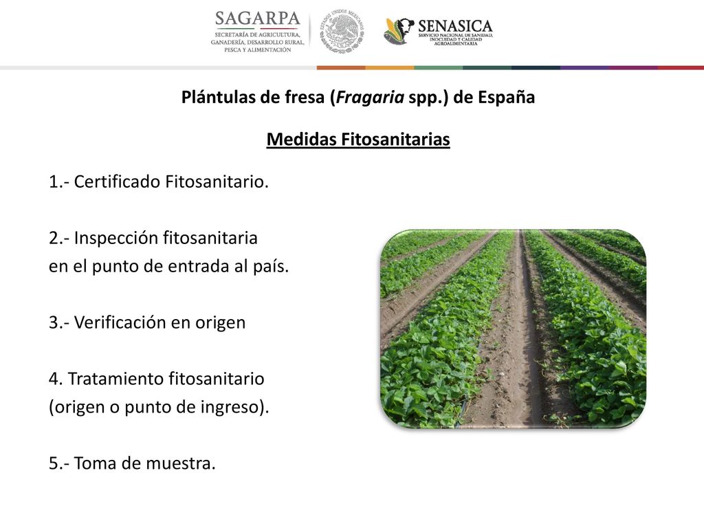 Plántulas de fresa (Fragaria spp. ) de España Medidas Fitosanitarias 1
