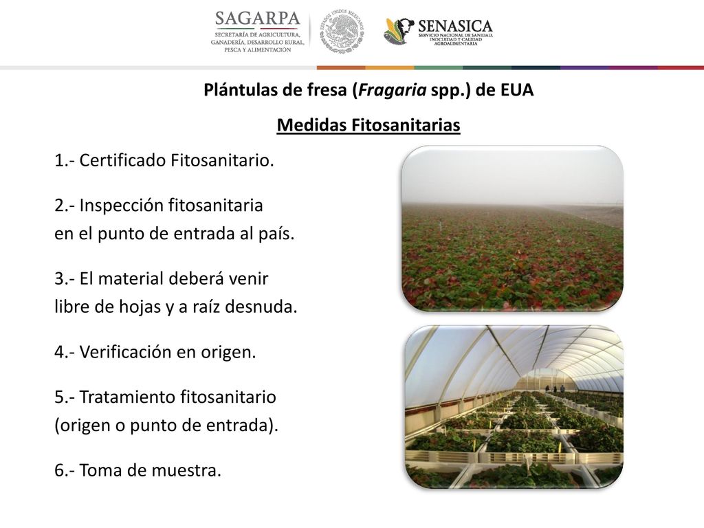 Plántulas de fresa (Fragaria spp. ) de EUA Medidas Fitosanitarias 1