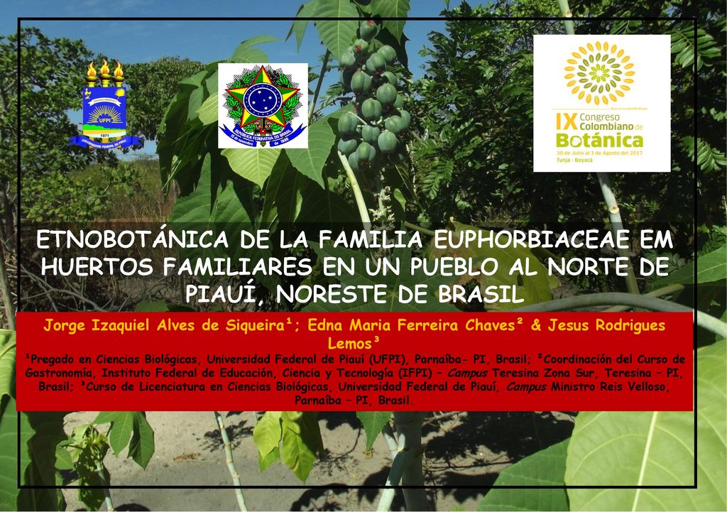ETNOBOTÁNICA DE LA FAMILIA EUPHORBIACEAE EM HUERTOS FAMILIARES EN UN PUEBLO AL NORTE DE PIAUÍ, NORESTE DE BRASIL