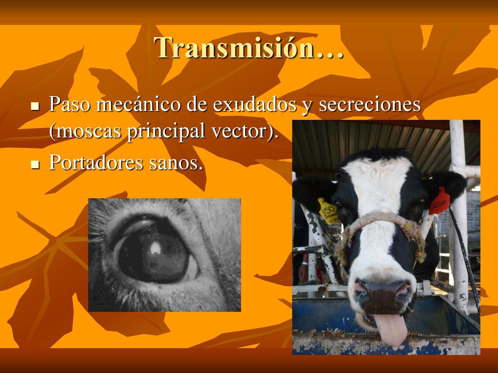 Transmisión… Paso mecánico de exudados y secreciones (moscas principal vector). Portadores sanos.