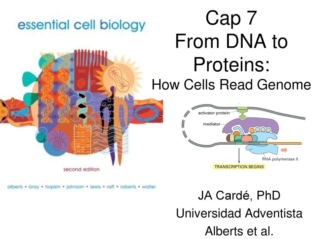 Cap 7 From DNA to Proteins: How Cells Read Genome
