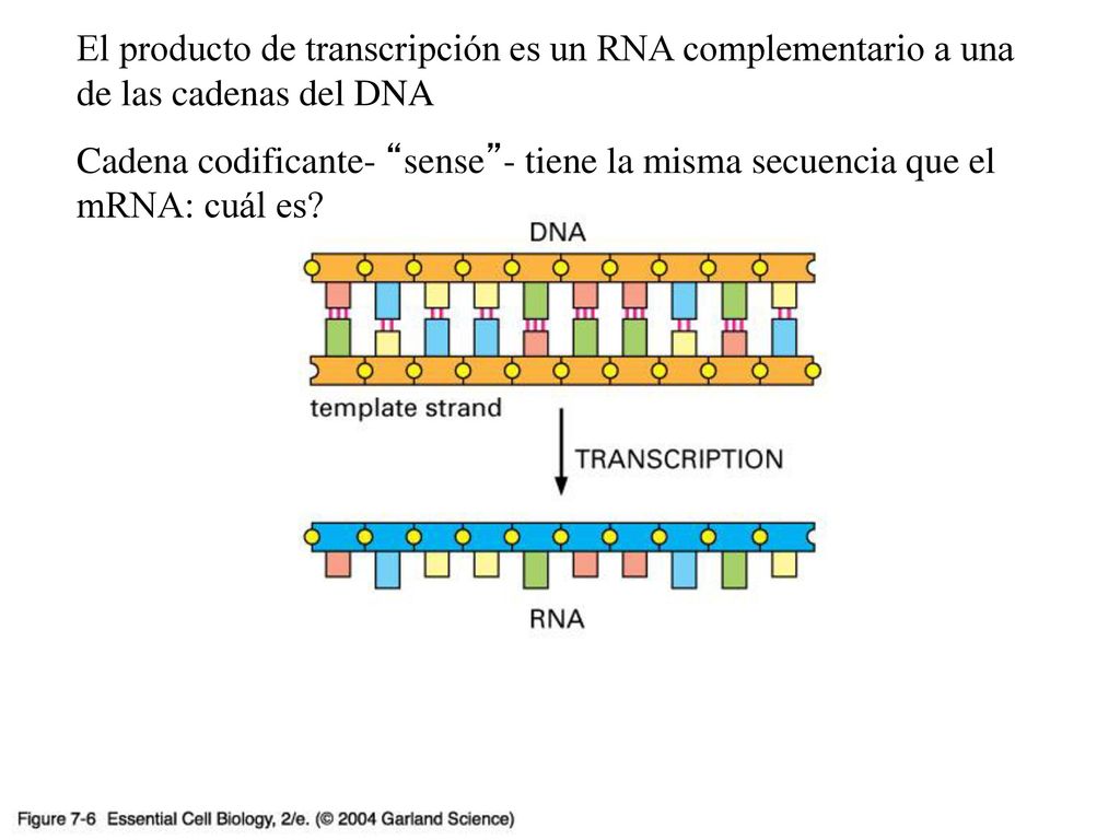 El producto de transcripción es un RNA complementario a una de las cadenas del DNA