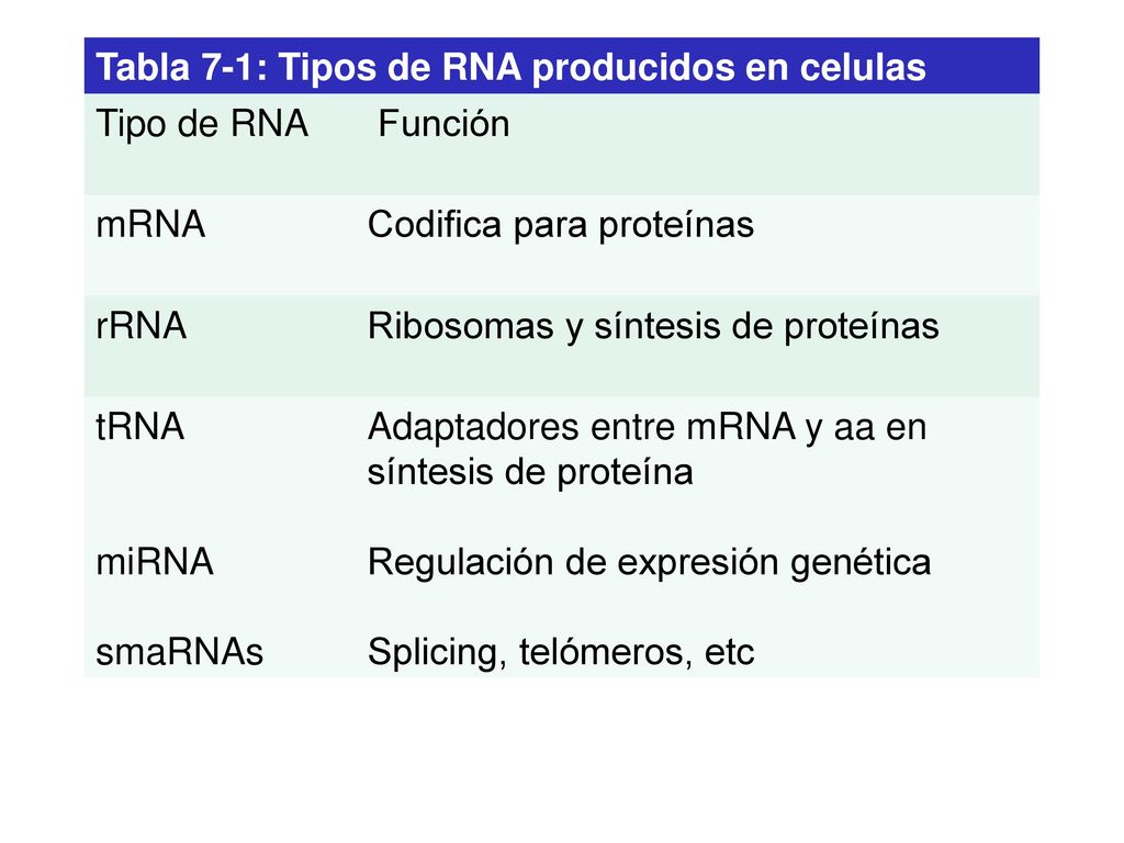 Tabla 7-1: Tipos de RNA producidos en celulas Tipo de RNA Función mRNA