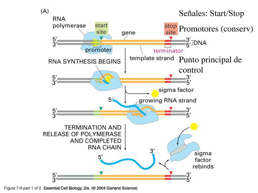 07_09_1_bacterial gene.jpg Señales: Start/Stop Promotores (conserv)