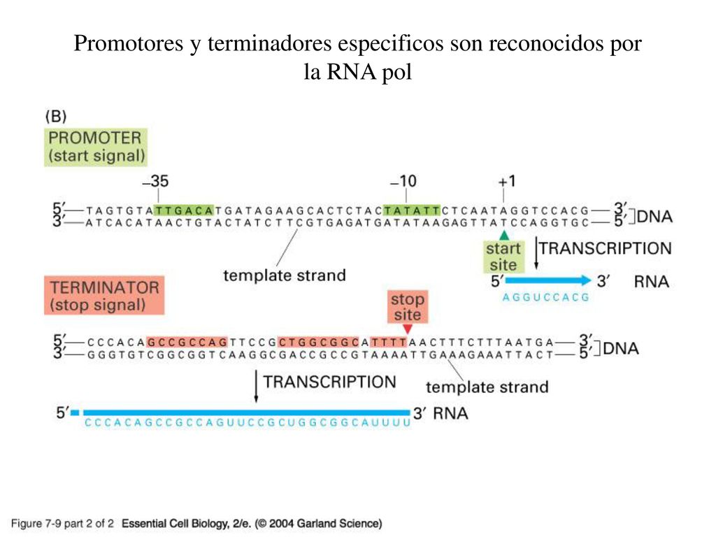Promotores y terminadores especificos son reconocidos por la RNA pol