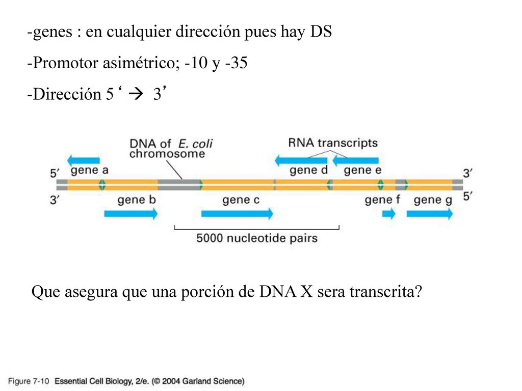 07_10_transcr_DNA.jpg genes : en cualquier dirección pues hay DS