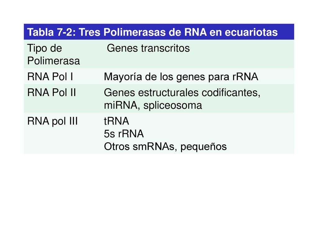 Tabla 7-2: Tres Polimerasas de RNA en ecuariotas Tipo de Polimerasa