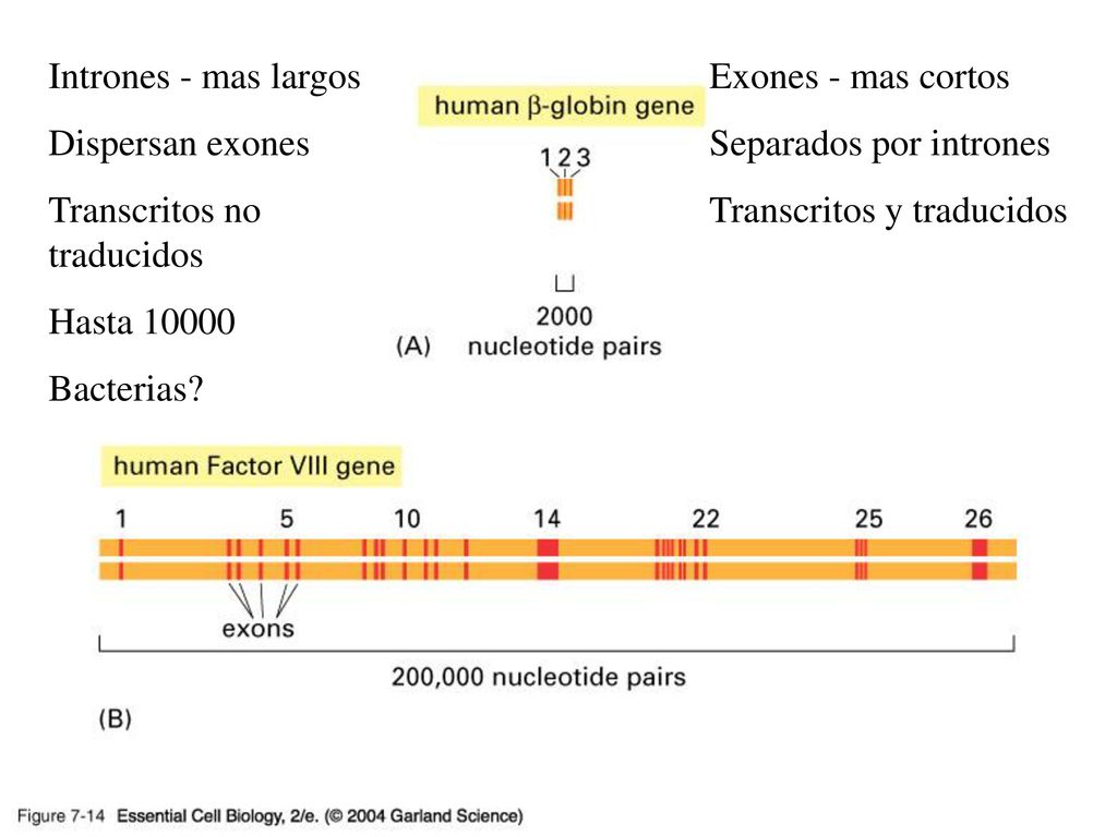 07_14_exons_introns.jpg Intrones - mas largos Dispersan exones